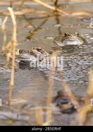 Grenouille grenouille commune Rana temporaria et grenouille fraie début printemps saison de l'accouplement multiples grenouilles accouplement et frai dans un petit étang à la réserve naturelle. Banque D'Images