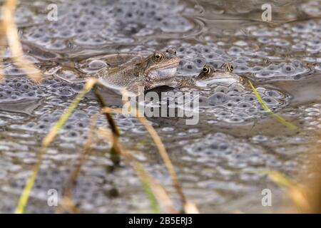 Grenouille grenouille commune Rana temporaria et grenouille fraie début printemps saison de l'accouplement multiples grenouilles accouplement et frai dans un petit étang à la réserve naturelle. Banque D'Images