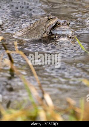 Grenouille grenouille commune Rana temporaria et grenouille fraie début printemps saison de l'accouplement multiples grenouilles accouplement et frai dans un petit étang à la réserve naturelle. Banque D'Images