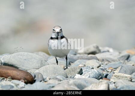 Wrybill, Anarhynchis frontalis, debout sur des pierres sur la rivière tressée, île du Sud, Nouvelle-Zélande Banque D'Images