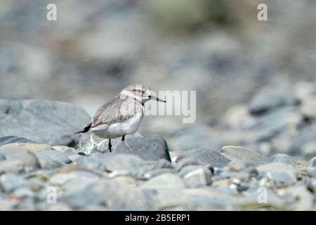 Wrybill, Anarhynchis frontalis, debout sur des pierres sur la rivière tressée, île du Sud, Nouvelle-Zélande Banque D'Images