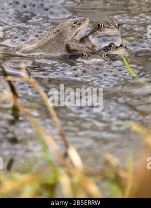 Grenouille grenouille commune Rana temporaria et grenouille fraie début printemps saison de l'accouplement multiples grenouilles accouplement et frai dans un petit étang à la réserve naturelle. Banque D'Images