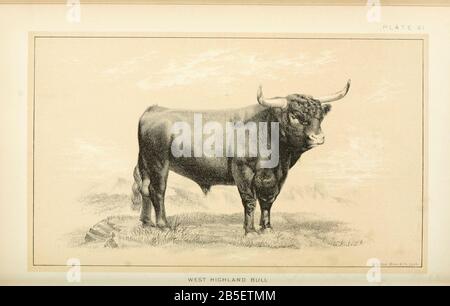 West Highland Bull de Cattle et de l'élevage laitier. Publié en 1887 par Govt. Imprimer. OFF. À Washington. États-Unis. Bureau Du Commerce Extérieur (1854-1903) Banque D'Images