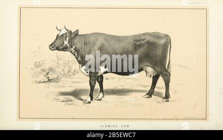 Vache flamande des bovins et de l'élevage laitier. Publié en 1887 par Govt. Imprimer. OFF. À Washington. États-Unis. Bureau Du Commerce Extérieur (1854-1903) Banque D'Images