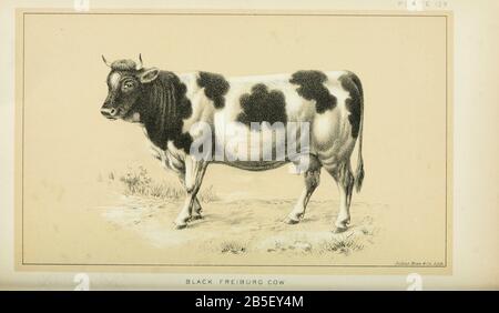 Vache tachetée de bovins et d'élevage laitier. Publié en 1887 par Govt. Imprimer. OFF. À Washington. États-Unis. Bureau Du Commerce Extérieur (1854-1903) Banque D'Images