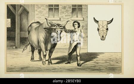 Bétail Slaghtering Swiss méthode d'un clou à travers le crâne de Cattle et de l'élevage laitier. Publié en 1887 par Govt. Imprimer. OFF. À Washington. États-Unis. Bureau Du Commerce Extérieur (1854-1903) Banque D'Images