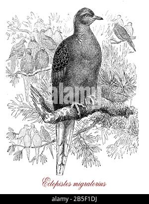 Pigeon de passagers ou ectopistes migratorius, espèces migratrices éteintes de pigeon endémique à l'Amérique du Nord Banque D'Images