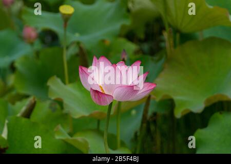 Gros plan d'une fleur de lotus rose pendant le printemps, par temps ensoleillé Banque D'Images