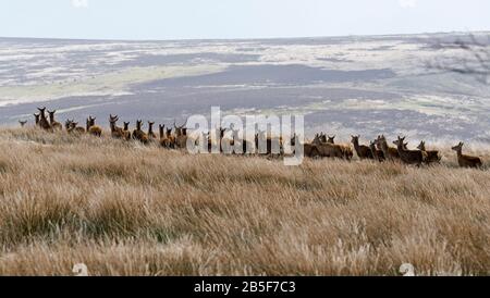 Un troupeau de cerfs rouges qui paissent à Aldermans Barrow allotement lors d'une journée d'hivers ensoleillé dans le parc national Exmoor à Somerset, en Angleterre, au Royaume-Uni Banque D'Images