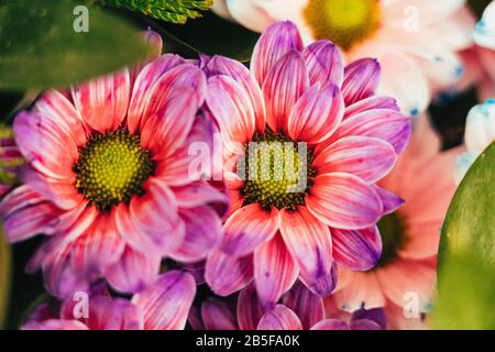 Fleur de Marguerite violette gros plan. Banque D'Images