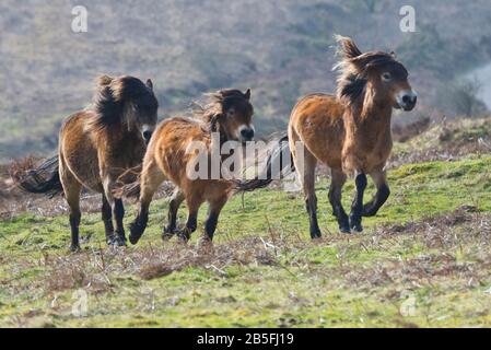 Un troupeau de poneys Exmoor qui traverse les landes sous Dunkery Beacon lors d'une journée d'hivers ensoleillés dans le parc national Exmoor à Somerset, Angleterre, Royaume-Uni Banque D'Images