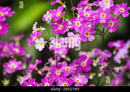 Fée Primula (Primula malacoides) macro Banque D'Images