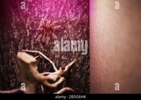 Spider Tarantula Brachypelma vagans sur un beau fond. Banque D'Images