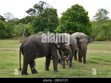 Asiatische Elefanten (Elephas Maximus), Minneriya Nationalpark, Sri Lanka Banque D'Images