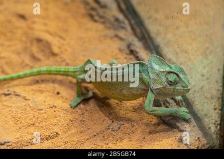 Vue sur un Chameleon à Col Rabat (Chamaeleo dilepis) dans une cage de verre Banque D'Images