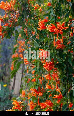 Pyrostegia venusta, également connu sous le nom de flameevine ou de trompettes orange, est une espèce végétale du genre Pyrostegia de la famille Bignoniaceae orig Banque D'Images