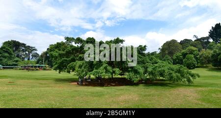 Birkenfeige (Ficus benjamina), Royal Botanical Gardens, Peradeniya, Kandy, Sri Lanka Banque D'Images