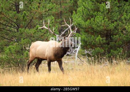 Bull Elk Wapiti durant la rut d'automne dans le parc national de Yellowstone, Wyoming Banque D'Images