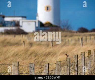 Barns Ness, East Lothian, Écosse, Royaume-Uni. 8 mars 2020. Météo au Royaume-Uni : un beau soleil pour une journée relativement douce se sent comme le printemps est arrivé. Une stonechat sur un poteau de clôture près du phare désactivé Banque D'Images