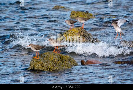 East Lothian, Écosse, Royaume-Uni. 8 mars 2020. Des bichques communes (Tringa totanus) sur les roches du rivage par temps ensoleillé Banque D'Images