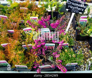 Heather usines à vendre dans un centre de jardin à l'hiver 2020 à un prix de 2,50 £ chacune Banque D'Images