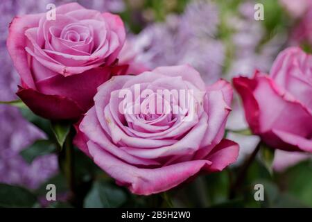 Vue rapprochée des roses fleuristes rose pâle. Fleur pastel vive en fleur. Roses fleuris pour la Saint-Valentin. Banque D'Images