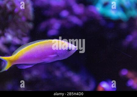 Bartletts Anthias Pseudanthias bartlettorum aux couleurs rose et jaune nagent le long d'un récif de corail. Banque D'Images