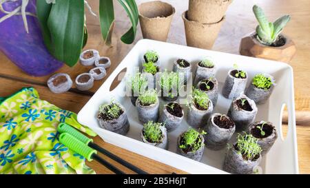 Belle photo de jeunes pousses de fleur en comprimés de tourbe. Composition d'outils de jardin, de gants, de pots de tourbe et de semis en comprimés de noix de coco. Banque D'Images