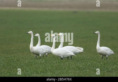 Une famille de Cygnus cygnus, magnifique Whooper Swan, se tenant dans un champ agricole à Norfolk. Ils sont un visiteur d'hiver au Royaume-Uni. Banque D'Images