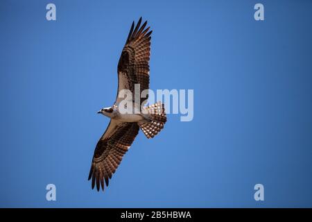 Voler Osprey oiseau Pandion haliaetus haut au-dessus d'un marais à Sanibel Island, Floride Banque D'Images