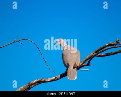 Un Dove Collared originaire de l'Arizona qui me regarde en arrière tout en perché sur une branche d'arbre. Banque D'Images