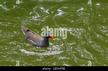 Moorhen nageant dans l'étang en une journée d'été Banque D'Images