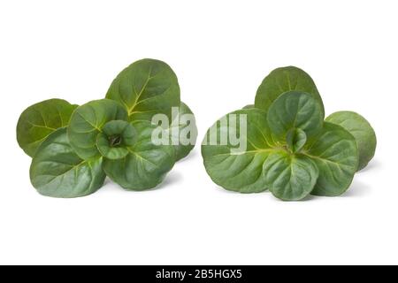 Vert frais orange menthe brindilles près isolé sur fond blanc Banque D'Images