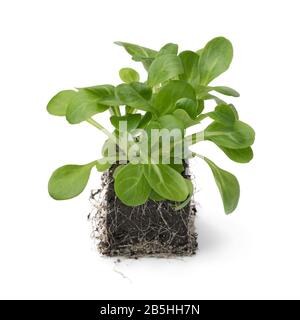 Salade de maïs jeune et frais cultivée pour le jardin isolée sur fond blanc Banque D'Images