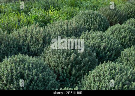 Rangée de grandes plantes de thym vert près à la vente Banque D'Images