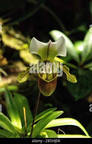 Paphiopedilum spicerianum lady glisseur orchidées fleurit dans un jardin botanique. Banque D'Images