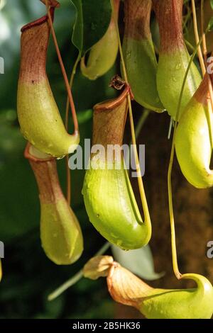 La plante carnivore de Pitcher Nepenthes ventricosa se trouve aux Philippines. Banque D'Images