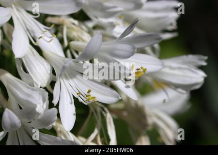 Agapanthus africanus : De Jolies grappes de fleurs blanches de type cloche sur de grandes tiges droites qui se dressent au-dessus de feuilles vertes, étroites et à bride. Banque D'Images