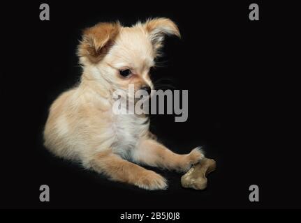 Chiot beige sur fond noir. Banque D'Images