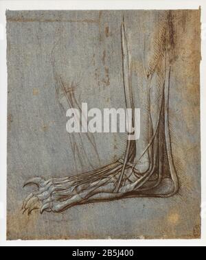 Léonard de Vinci. Etude anatomique du pied d'ours. 1490-1495 Banque D'Images