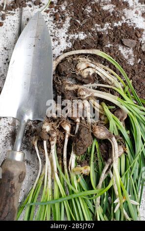 Galanthus nivalis. Bulbe de bulbes de neige creusé après la floraison pour se diviser pour augmenter le stock. ROYAUME-UNI Banque D'Images