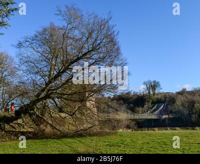 Un arbre de hêtre est creusé au pont Union Chain en préparation aux travaux de restauration qui débuteront sur le pont de 200 ans. Banque D'Images