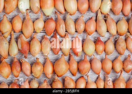Ensemble d'oignons Allium cepa 'Centurion' disposés en rangées. ROYAUME-UNI Banque D'Images