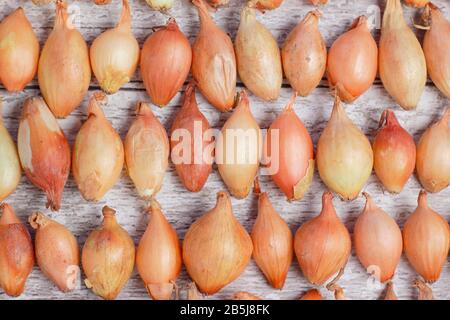 Ensemble d'oignons Allium cepa 'Centurion' disposés en rangées. ROYAUME-UNI Banque D'Images