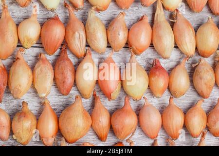 Ensemble d'oignons Allium cepa 'Centurion' disposés en rangées. ROYAUME-UNI Banque D'Images