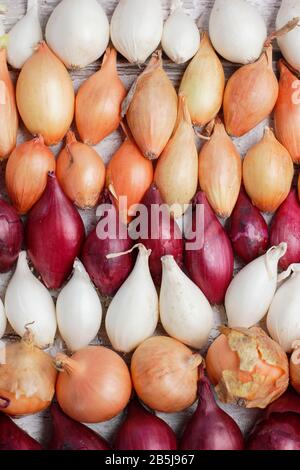 Allium lcpe. Ensembles d'oignons immatures - variétés Stuttgarter, Centurion, Baron rouge et boule de neige. ROYAUME-UNI Banque D'Images