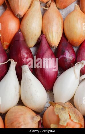 Allium lcpe. Ensembles d'oignons immatures - variétés Stuttgarter, Centurion, Baron rouge et boule de neige. ROYAUME-UNI Banque D'Images