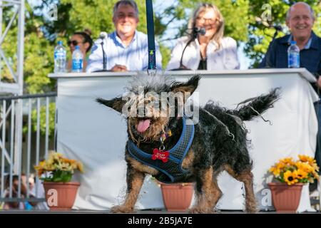 'Camp the Trap', un chien errant adopté par Yvonne Morones de Santa Rosa a eu lieu pour la première fois lors du concours le Plus Sauvage de chien® au monde en 2019, Petaluma, Californie Banque D'Images