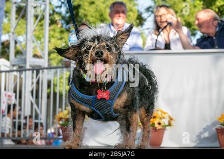 'Camp the Trap', un chien errant adopté par Yvonne Morones de Santa Rosa a eu lieu pour la première fois lors du concours le Plus Sauvage de chien® au monde en 2019, Petaluma, Californie Banque D'Images