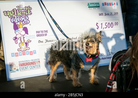 'Camp the Trap', un chien errant adopté par Yvonne Morones de Santa Rosa a eu lieu pour la première fois lors du concours le Plus Sauvage de chien® au monde en 2019, Petaluma, Californie Banque D'Images